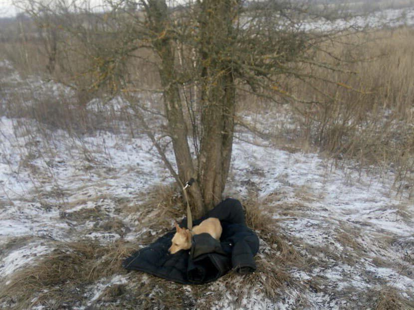 В Киевской области мужчина спас собаку ценой собственной жизни (фото)