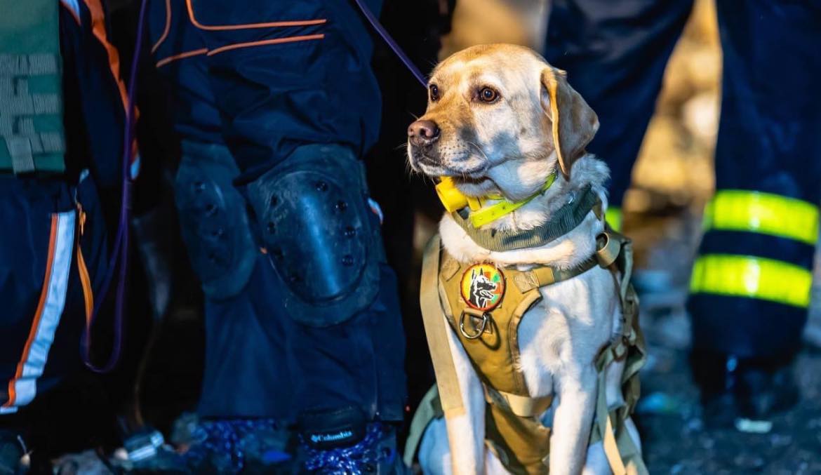 Розуміють весь жах: у Дніпрі собаки допомагають шукати людей під завалами (фото)