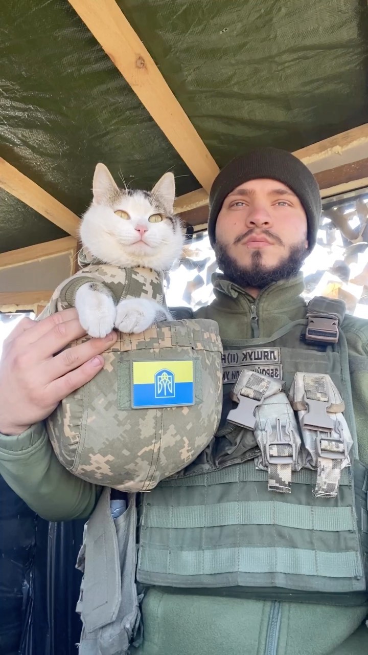 Искали три недели все военные: боевой кот Шайба вернулся к владельцу (фото)