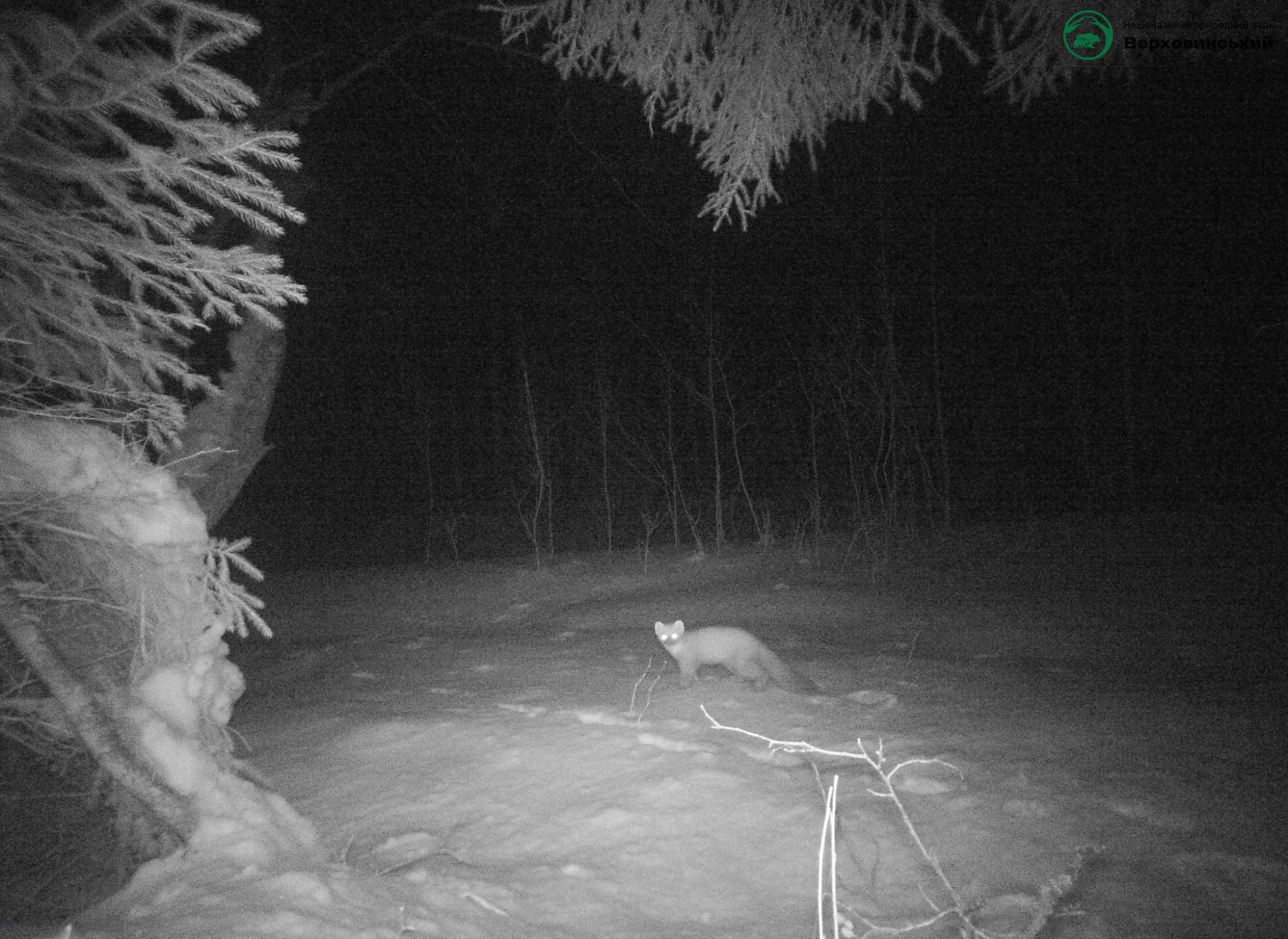 Карпатские животные попали на фотоловушки: редкие кадры из дикой природы