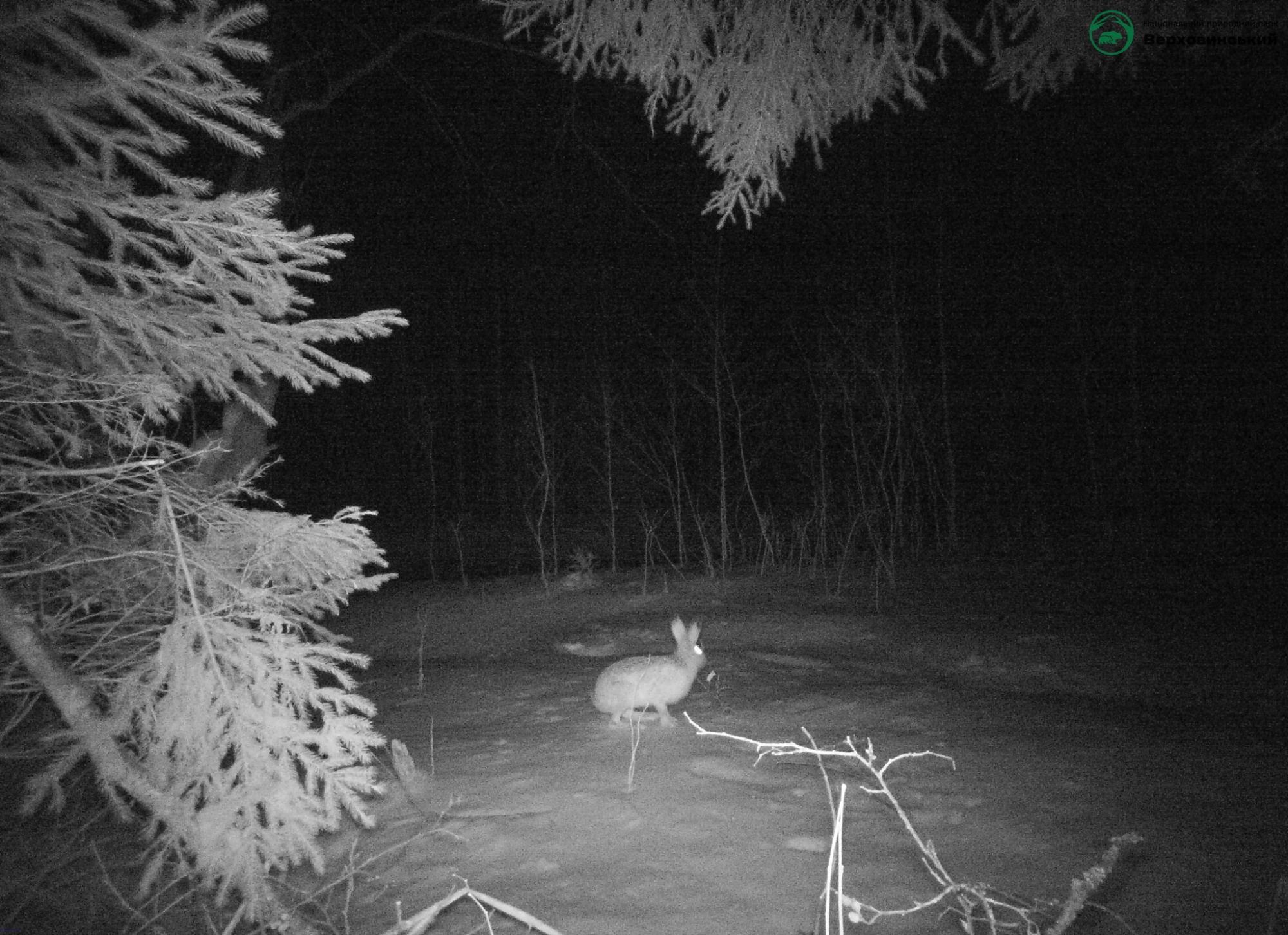 Карпатские животные попали на фотоловушки: редкие кадры из дикой природы
