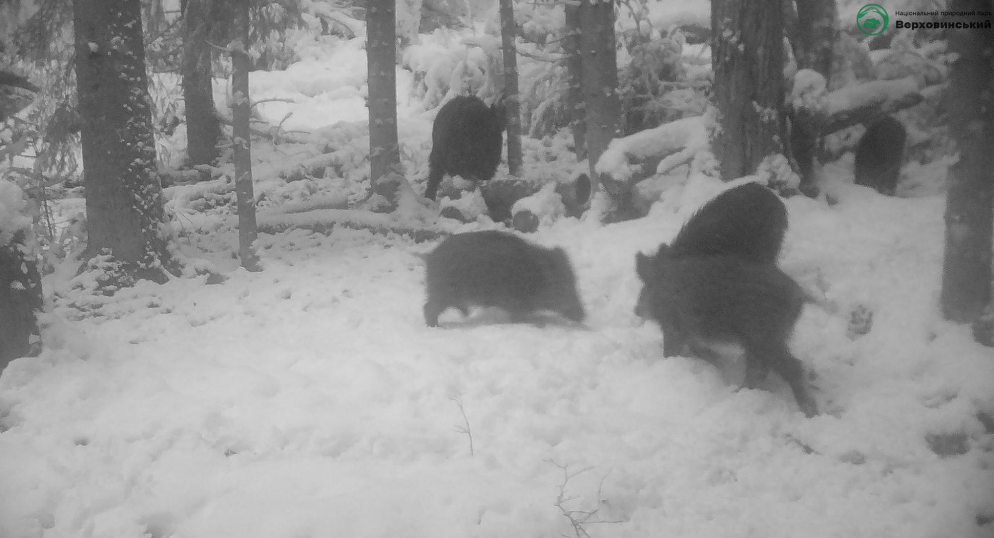 Карпатские животные попали на фотоловушки: редкие кадры из дикой природы