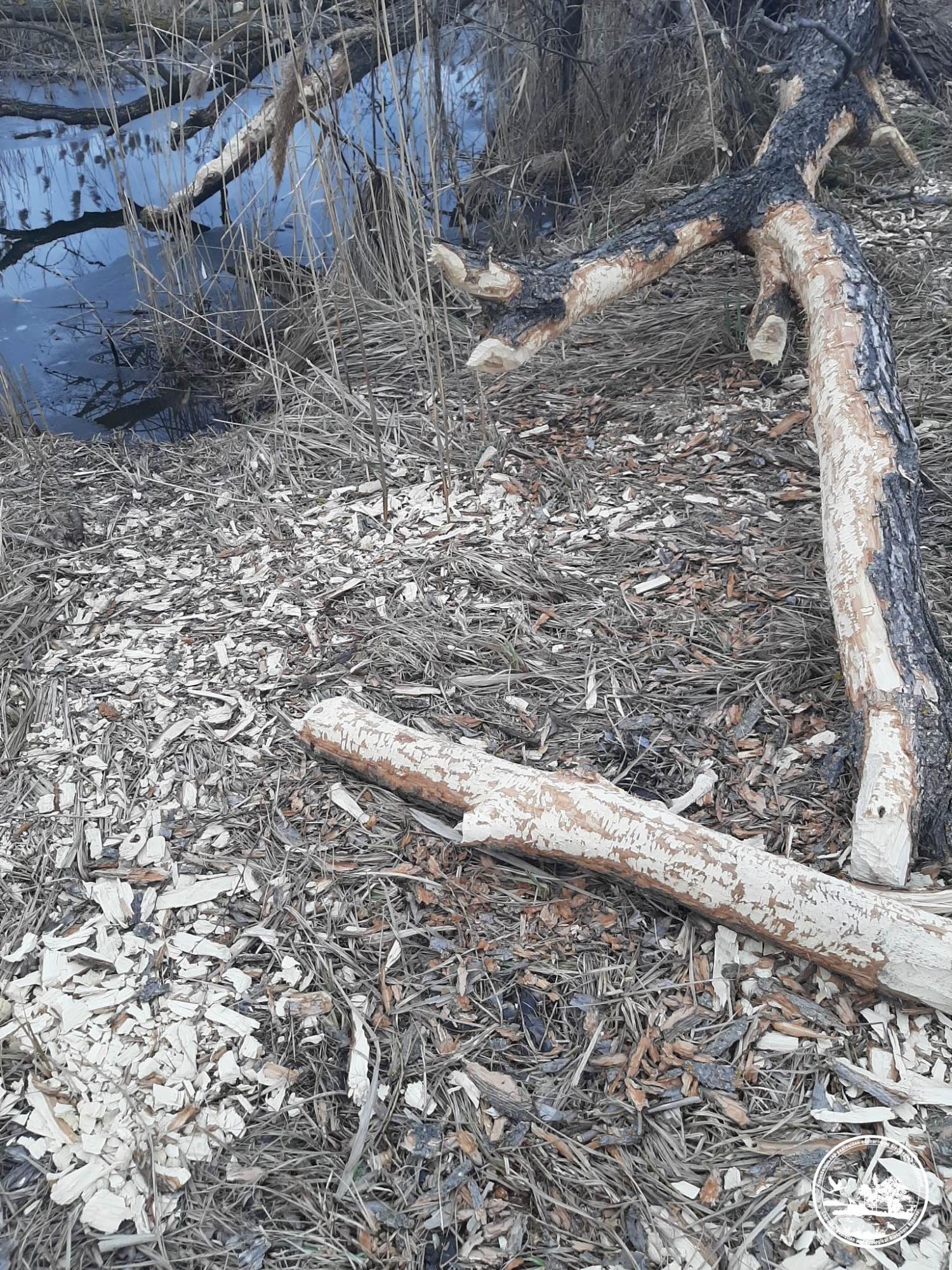У Чорнобилі показали тварин, які піднімають рівень води в річках, щоб захистити свої домівки (фото)