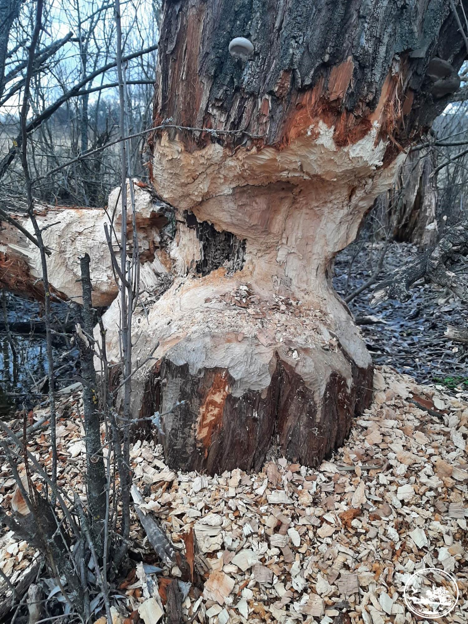 У Чорнобилі показали тварин, які піднімають рівень води в річках, щоб захистити свої домівки (фото)