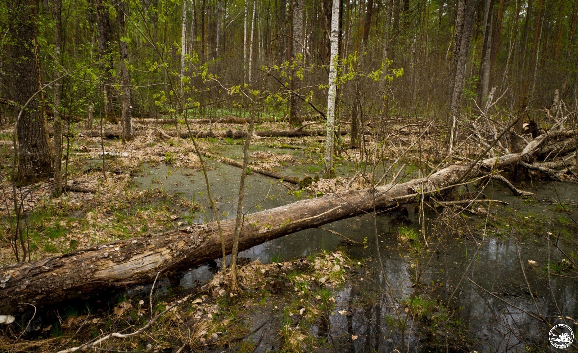 Большая вода подтапливает Чернобыльскую зону. Что об этом  говорят экологи?