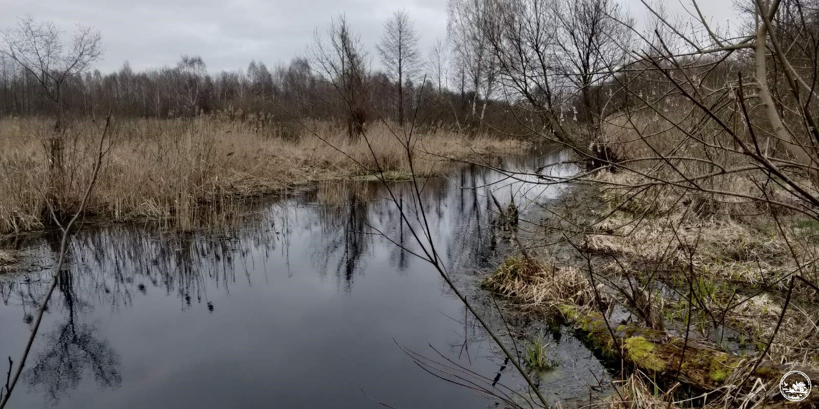 Большая вода подтапливает Чернобыльскую зону. Что об этом  говорят экологи?