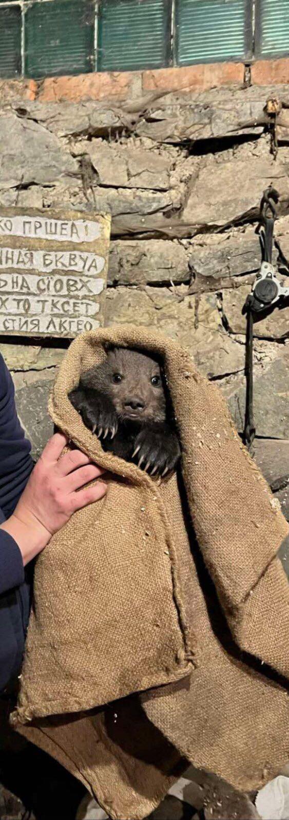 В Закарпатской области нашли маленького медвежонка: милые фото животного