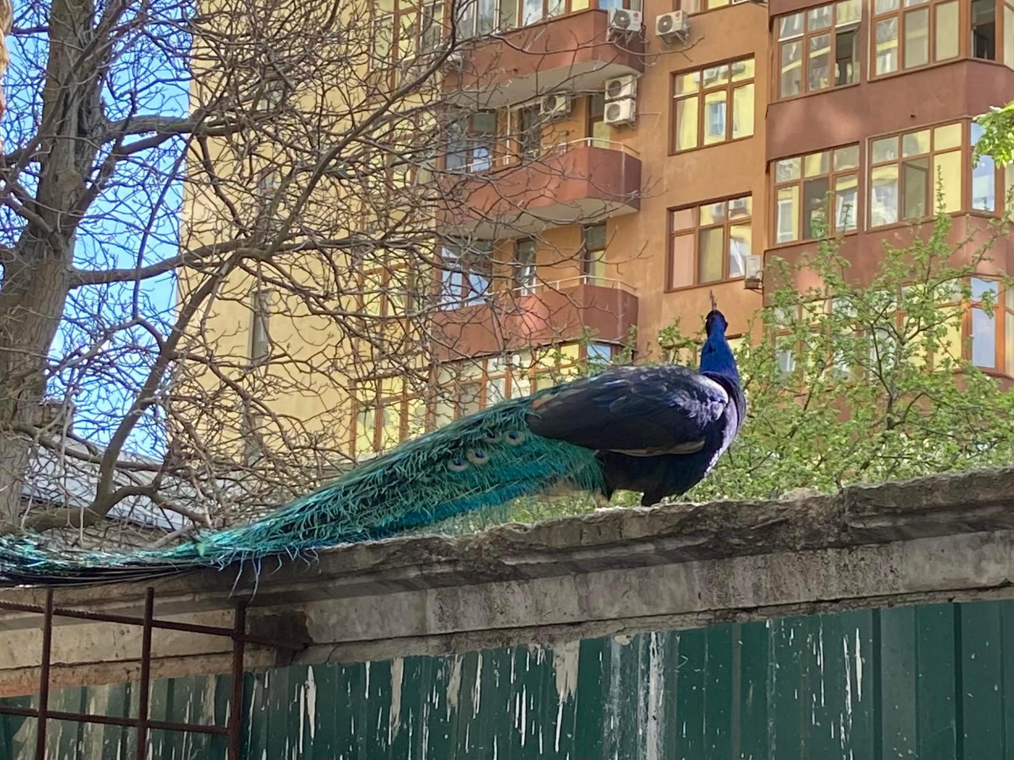 В Киеве посреди улицы заметили экзотических птиц: гуляют и "поют" (фото)