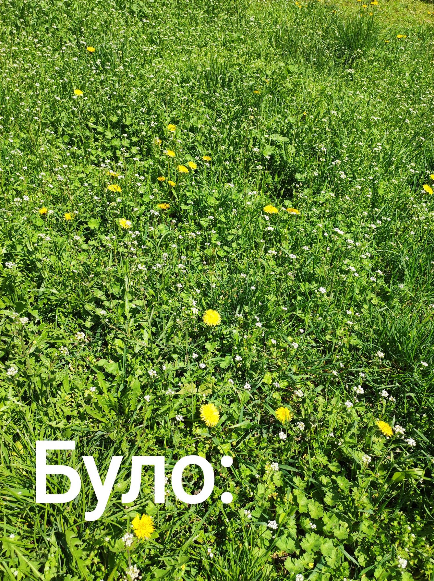 Кияни розкритикували боротьбу комунальників із весняною травою: фото до і після скошування