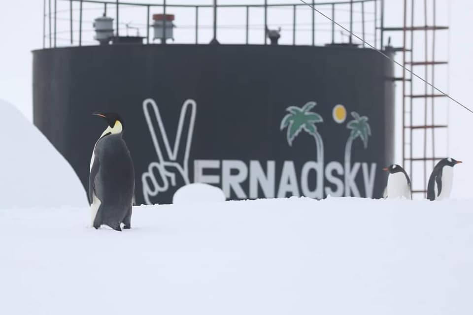 Полярники розповіли про пінгвінів, яких побачити на "Вернадського" - крайня рідкість (фото)