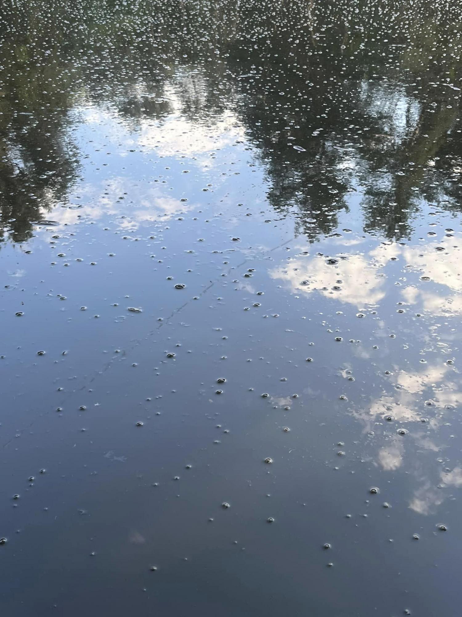 Вода в пузырях, рыба возле берега. В одном из парков Киева - катастрофа с озерами (фото)