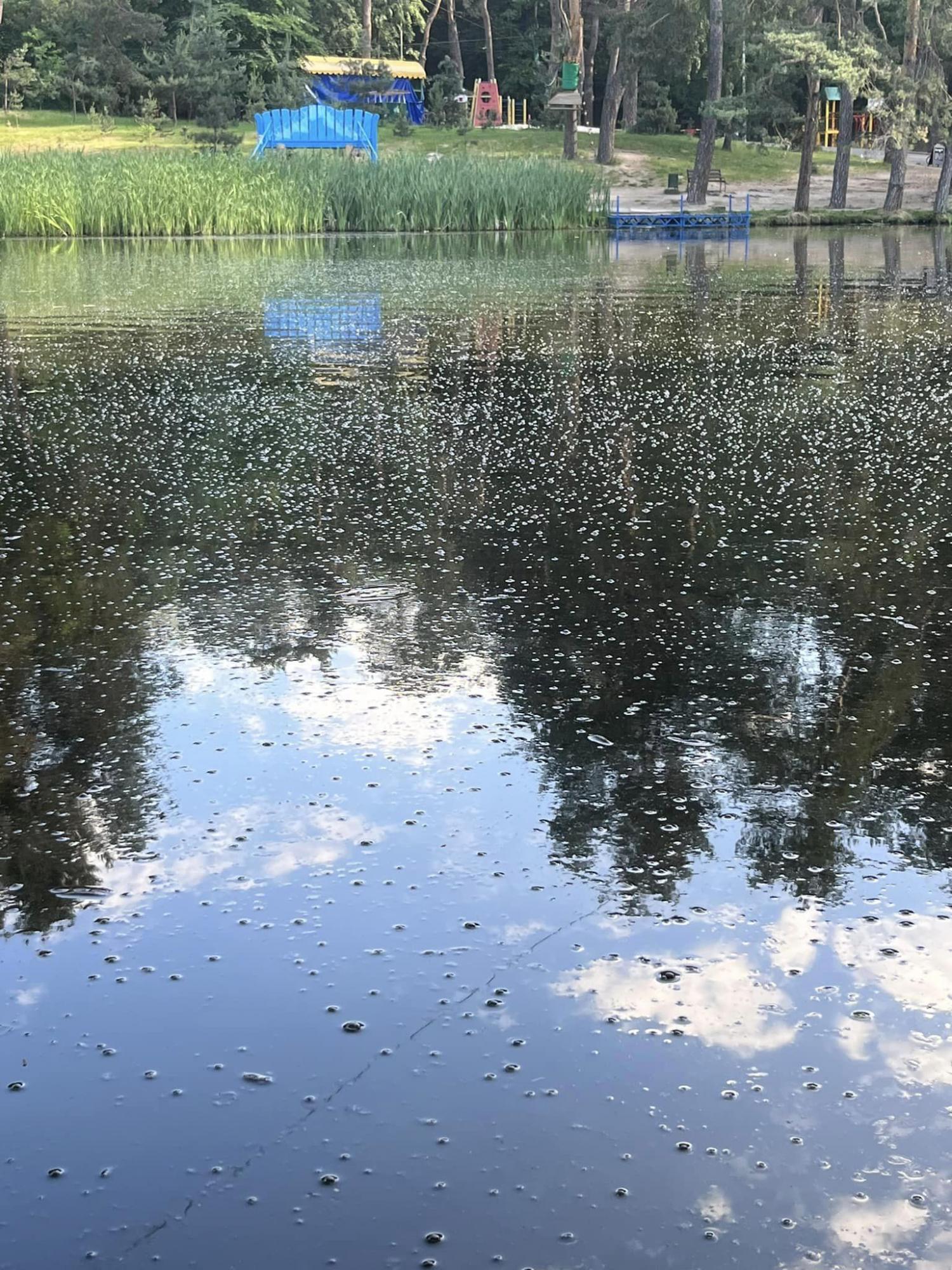 Вода в пузырях, рыба возле берега. В одном из парков Киева - катастрофа с озерами (фото)