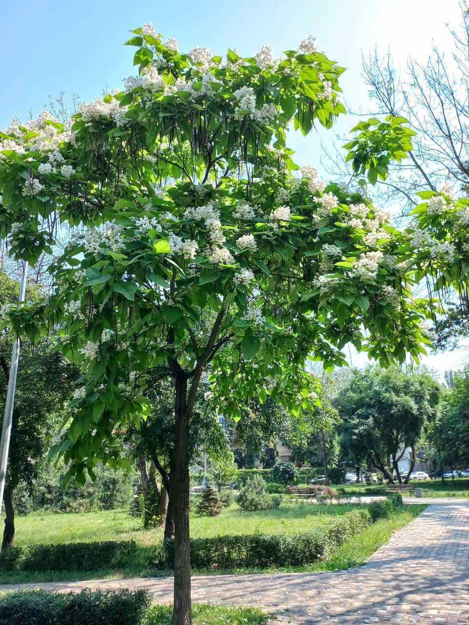У Києві зацвіли "макаронні дерева". Ви тільки гляньте на цю красу (фото)