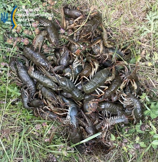 Українців попередили про штрафи. Запам'ятайте ці правила вилову риби, щоб не влетіти в копійку