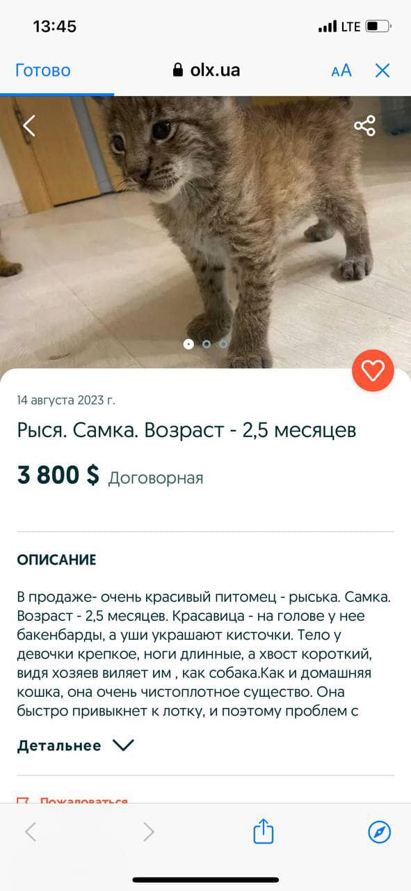 В Україні на OLX продавали "червонокнижну" тварину: деталі скандалу