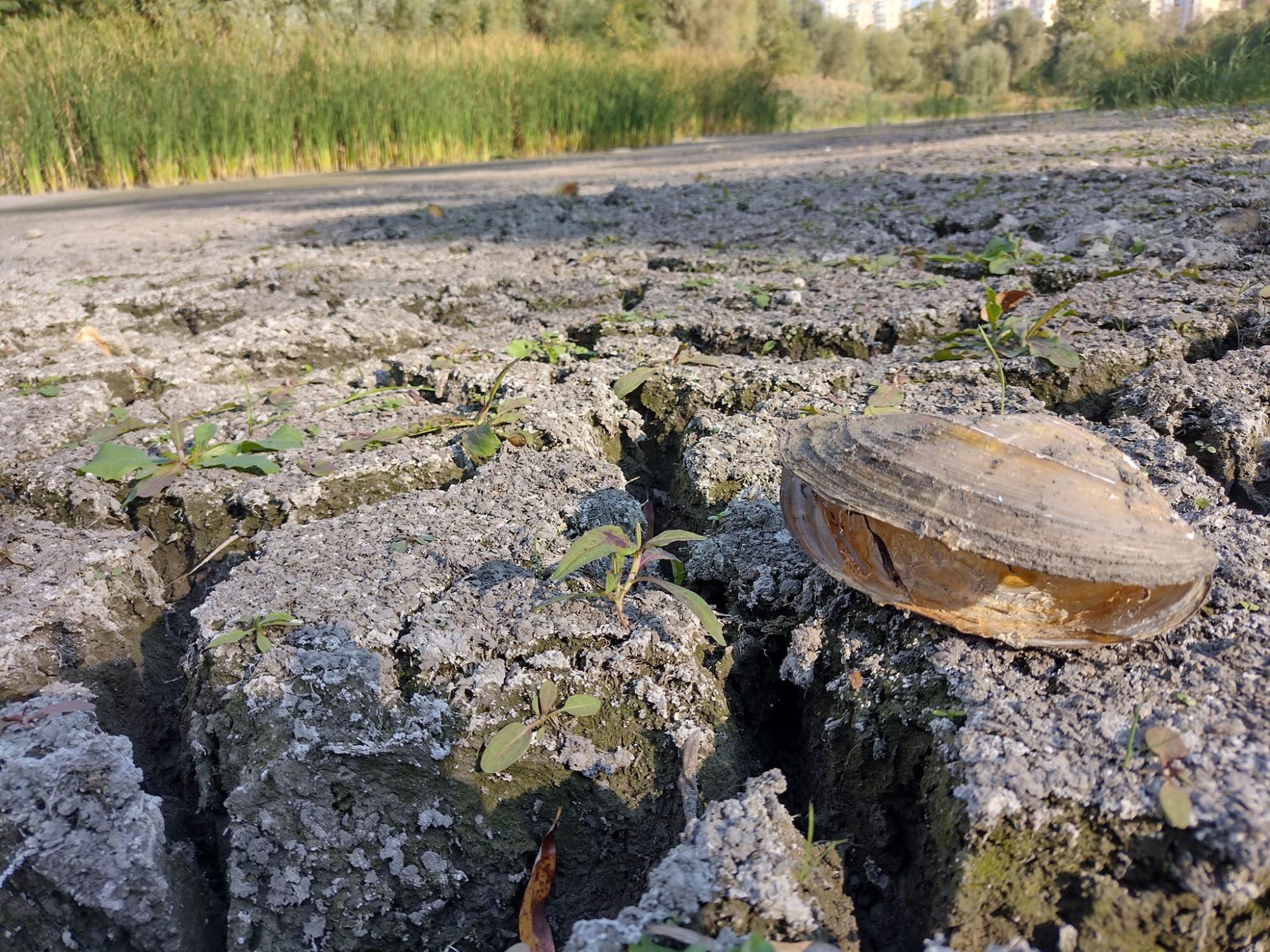 "Озеро умерло". Популярный киевский водоем превратился в пустыню (фото)