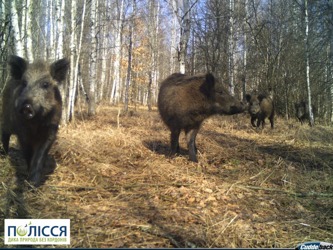 У Чорнобилі показали перших одомашнених тварин: і це не собаки (фото)
