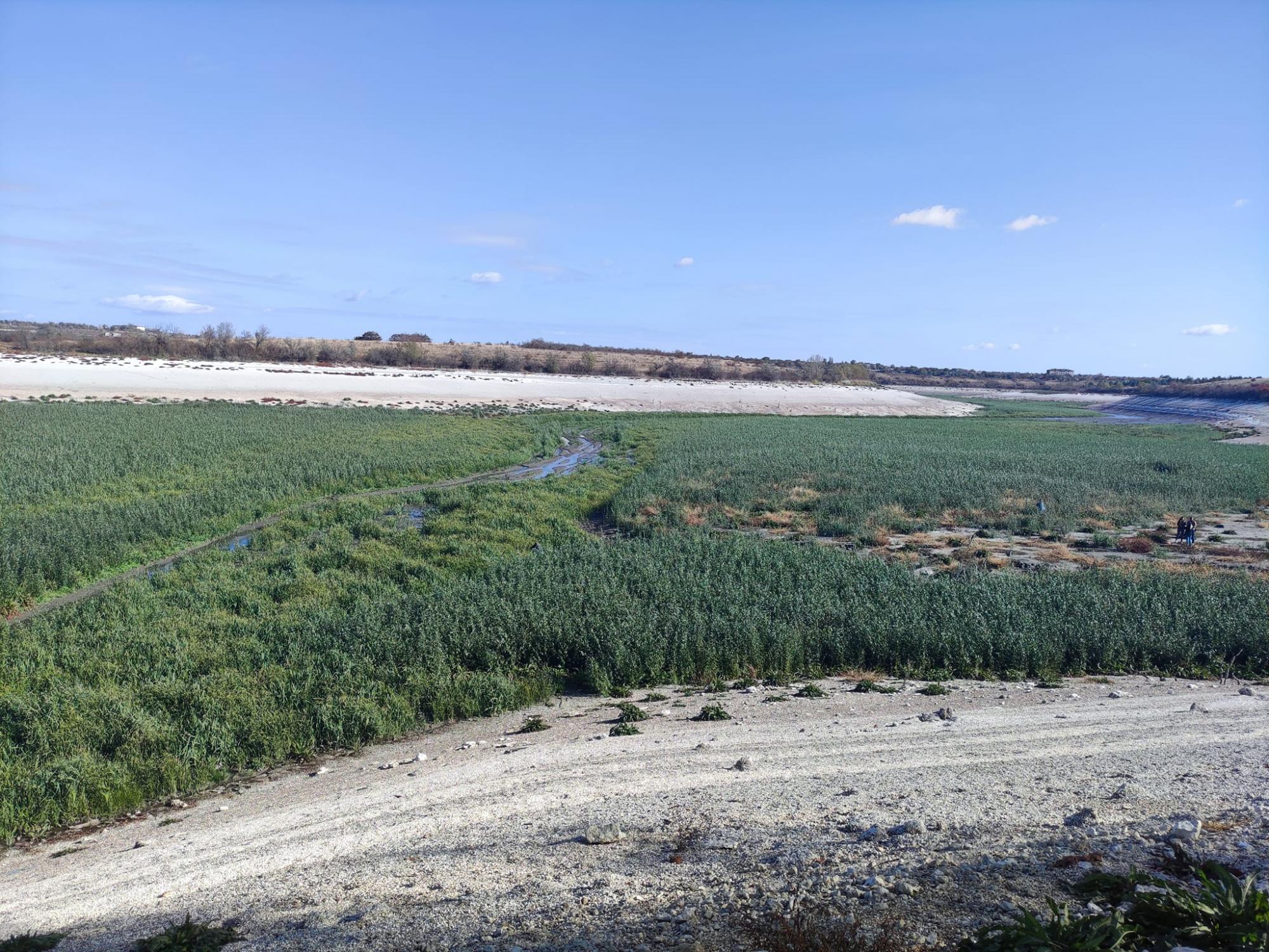 Дивіться, що зараз виросло на дні Каховського водосховища (фото, відео)