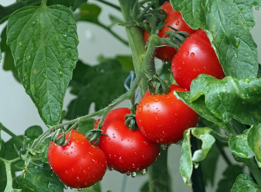 Названы продукты, которые каждый день едят долгожители во всем мире