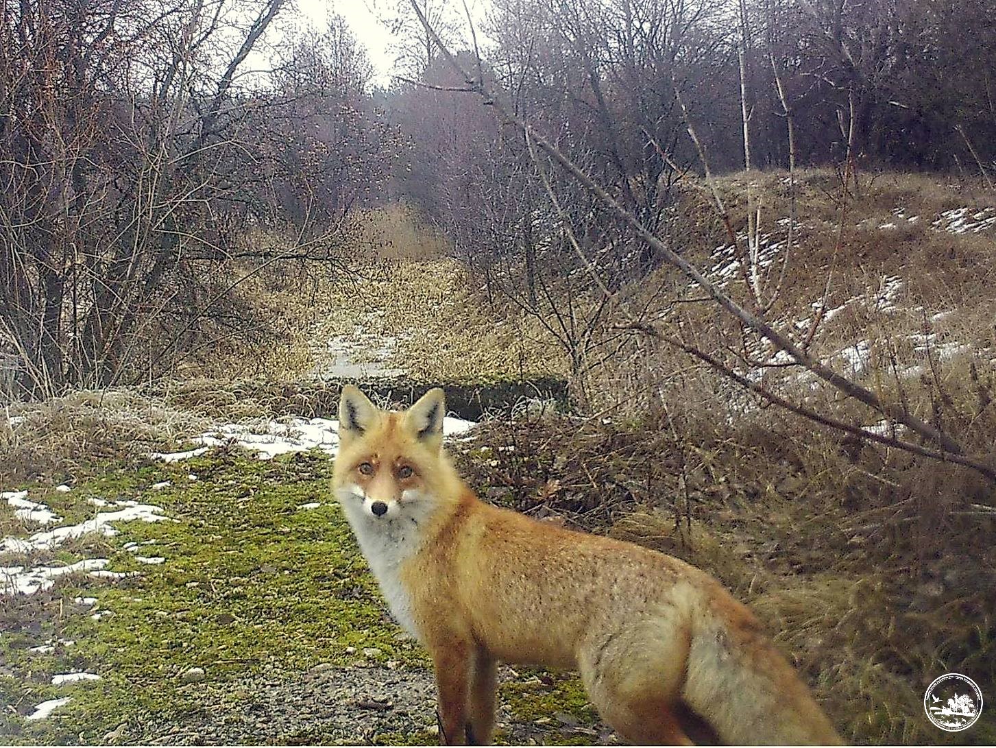Рыжая шерсть и хитрые глаза. В Чернобыле показали ловкую хищницу (фото)