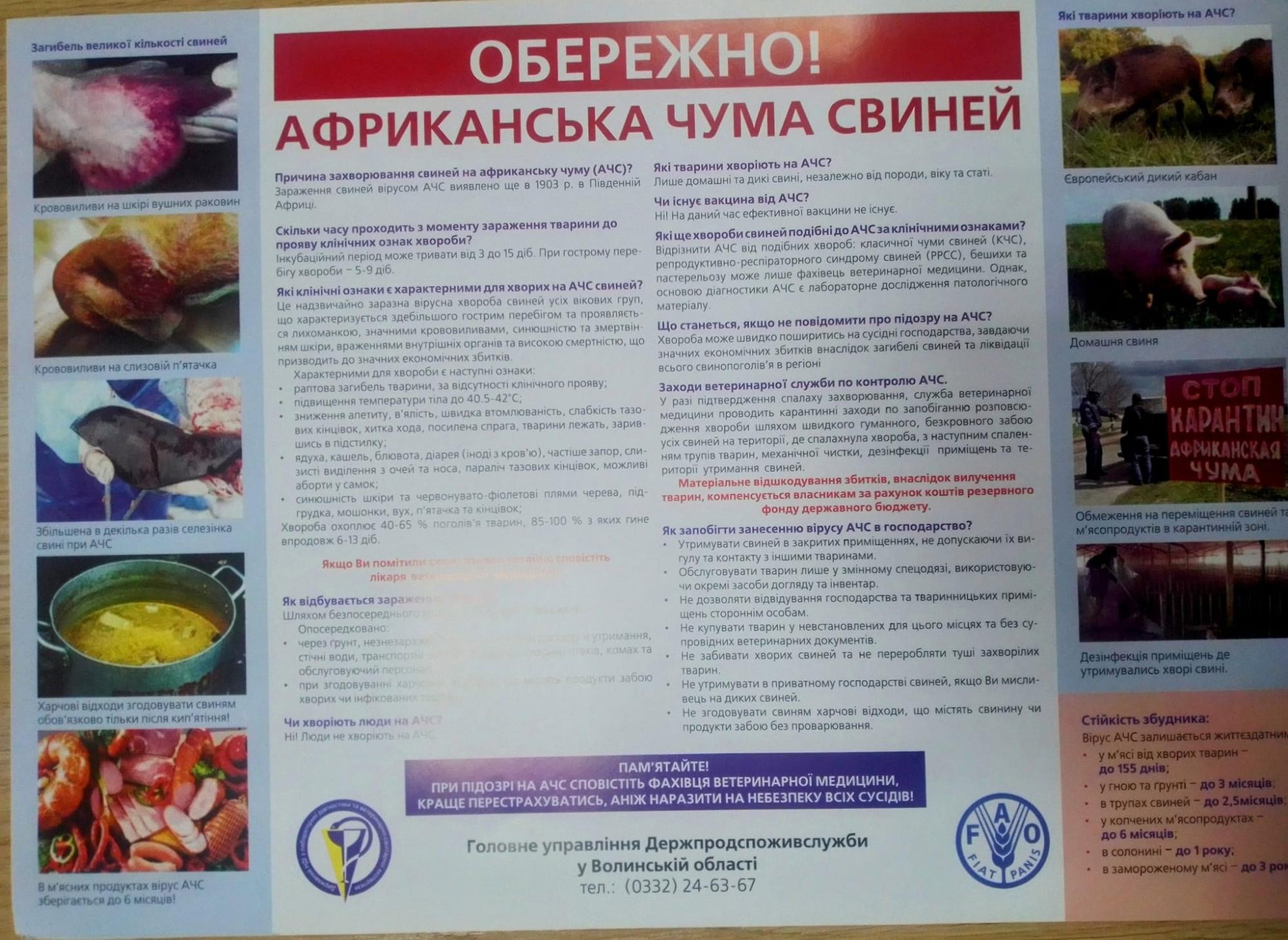 В Украине обнаружили африканскую чуму. Где установили карантинную зону