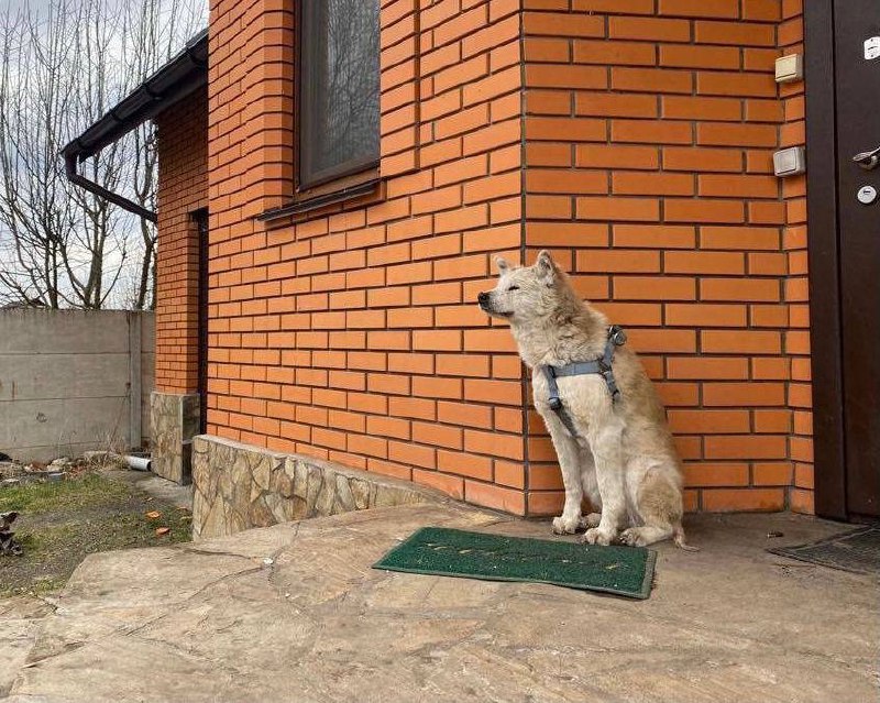 Вірний пес місяць чекає загиблу господарку під Києвом: фото, які пробирають до сліз