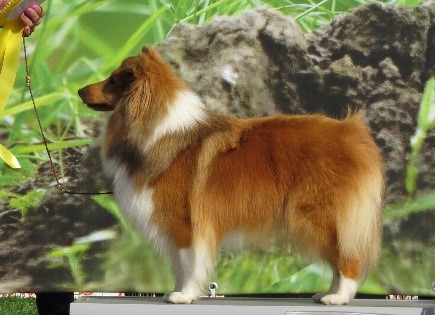 5 самых стильных собак миниатюрного размера