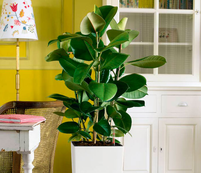 Ось чому в оселі не можна тримати фікус