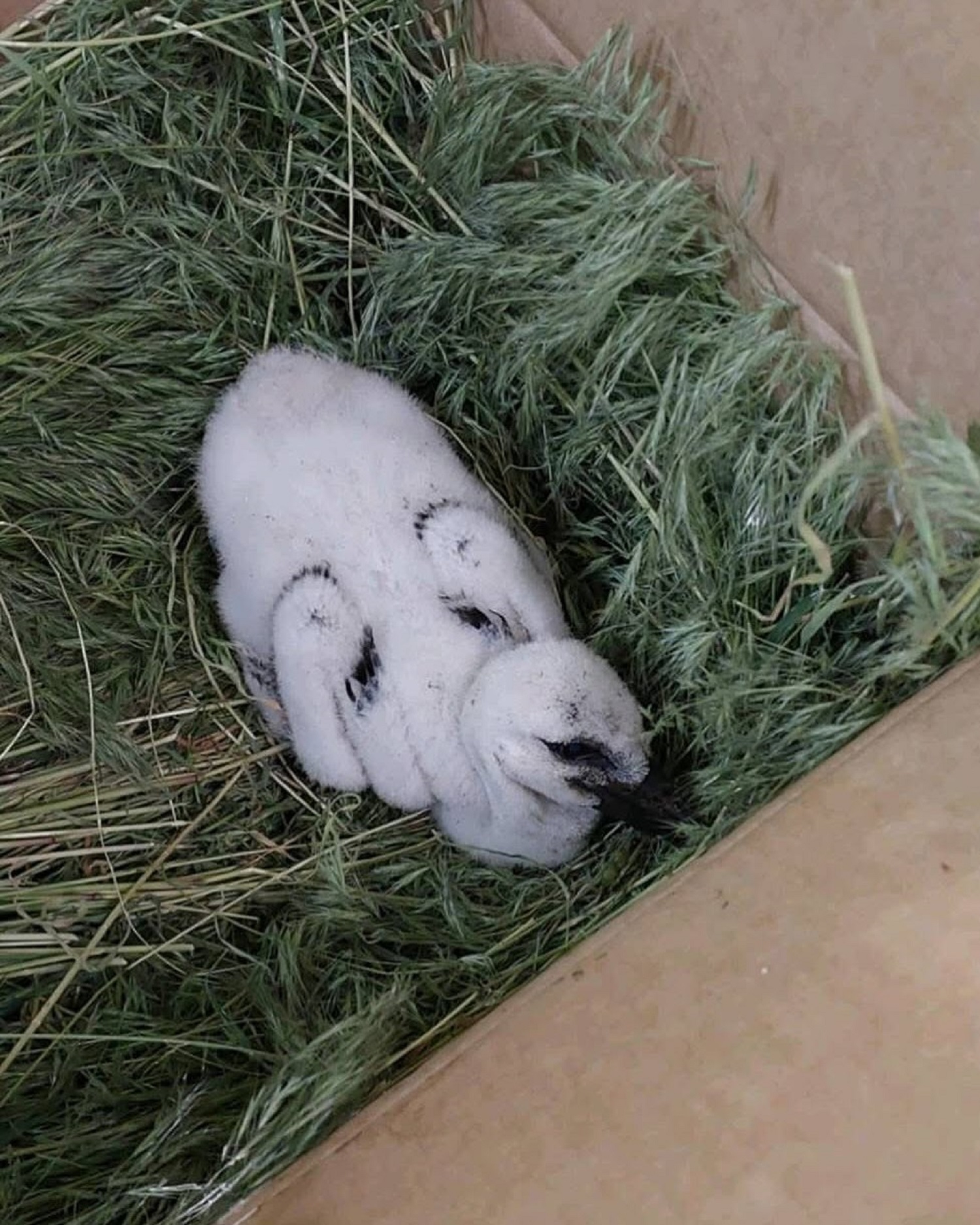 Її викинув з гнізда власний батько: як зараз живе лелеченя Катруся (відео)