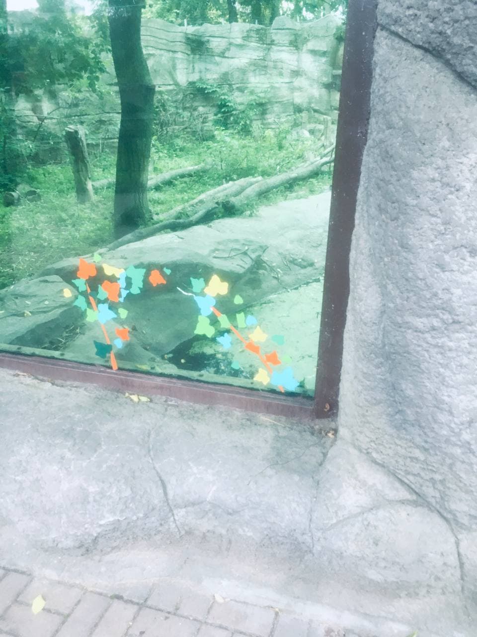 У київському зоопарку тріснуте скло у вольєрі з ведмедями заклеїли аплікацією (фото)
