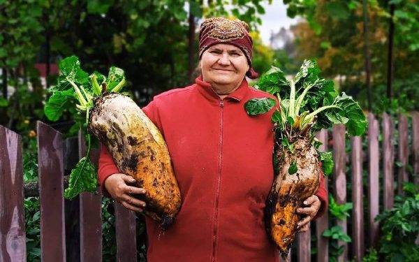 В Украине выросла свекла-рекордсмен: фото гиганта