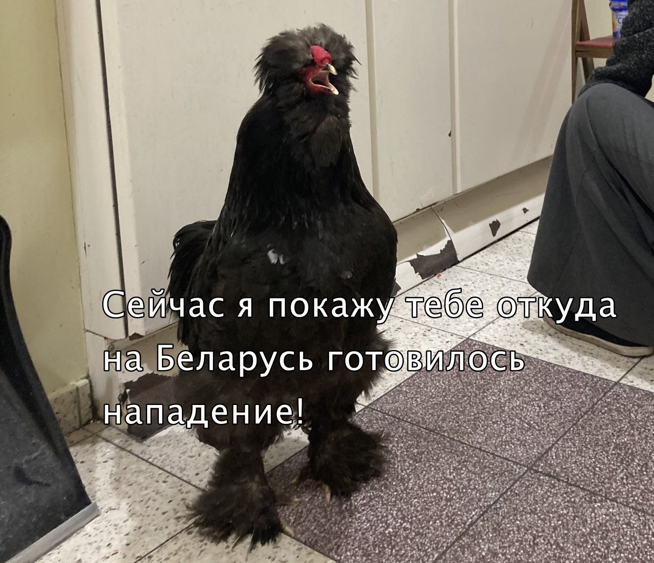 Як же я Тошу кину на війні? Мешканка Маріуполя вивезла з-під обстрілів найдорожче