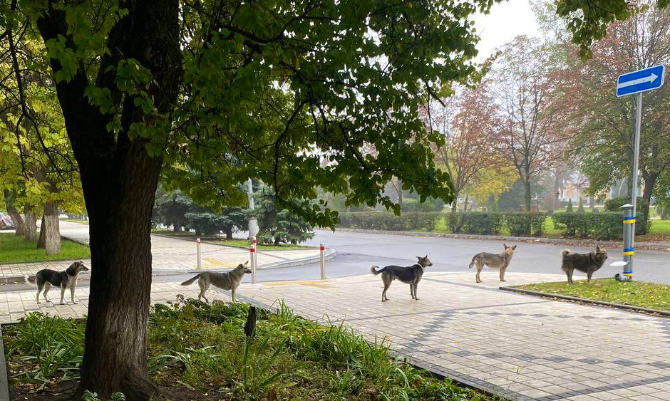 Такого вы точно не видели! В Краматорске собаки выстроились в очередь за едой (фото)