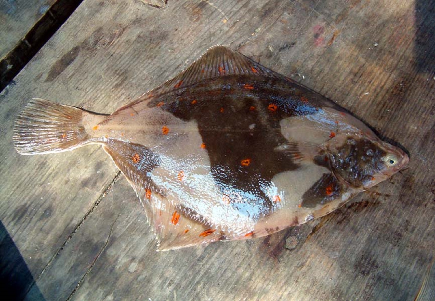 9 самых вкусных рыб, которых можно поймать в Черном море