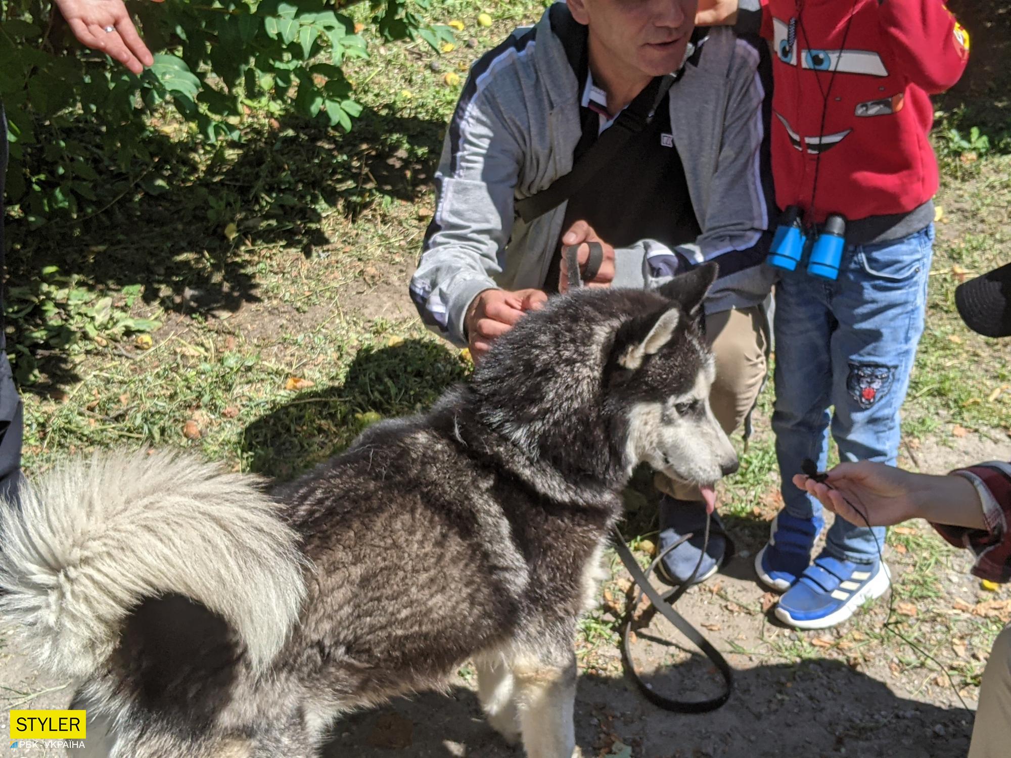 Мешканці Києва влаштували величезну чергу, щоб забрати тварин з притулку: фото та відео