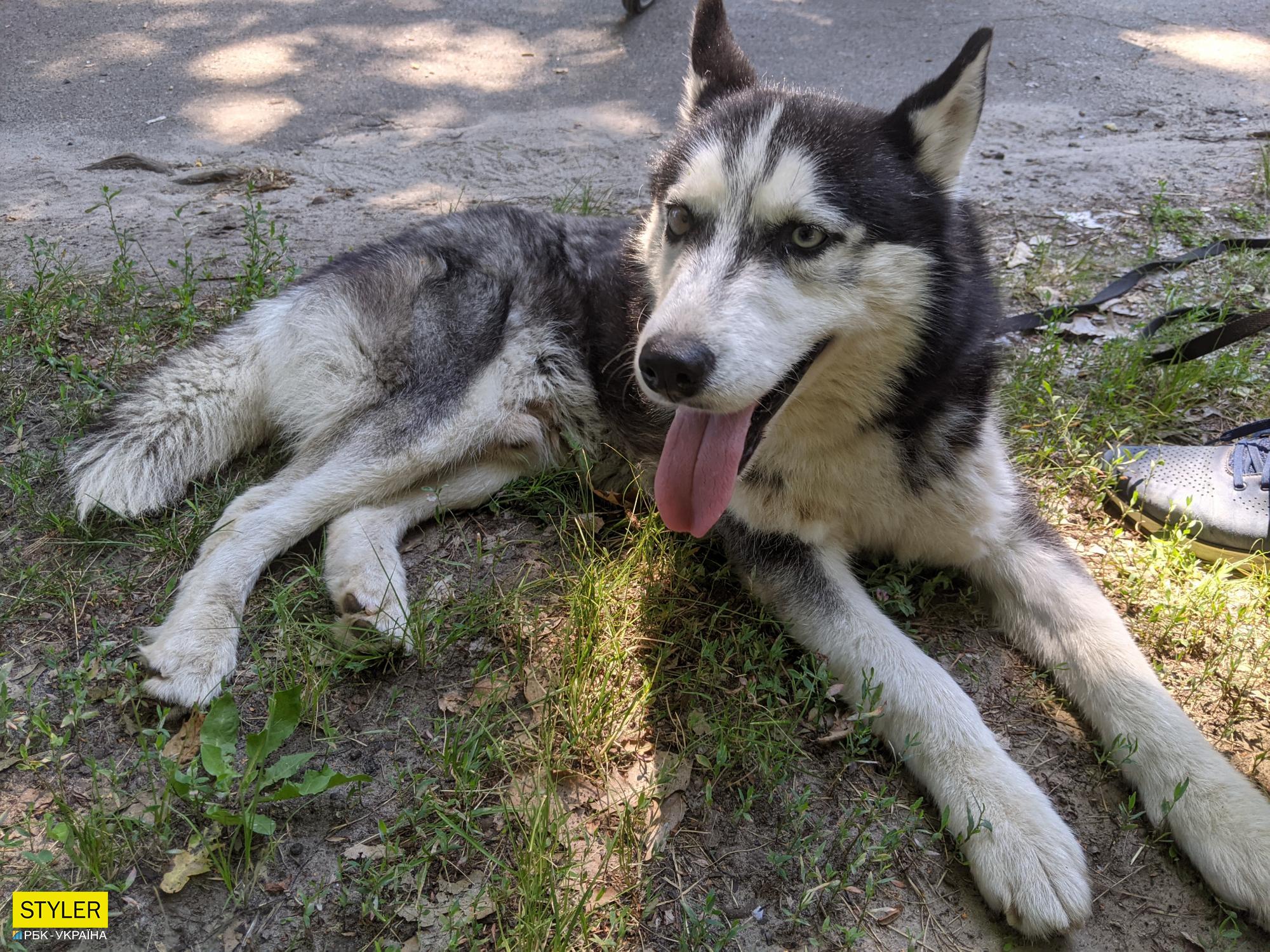 Мешканці Києва влаштували величезну чергу, щоб забрати тварин з притулку: фото та відео