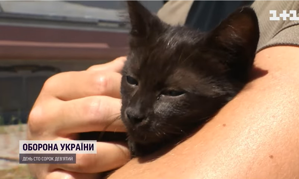 Кошеня, що вижило на Зміїному, перебралося до Києва: воїни розкрили деталі порятунку пухнастика