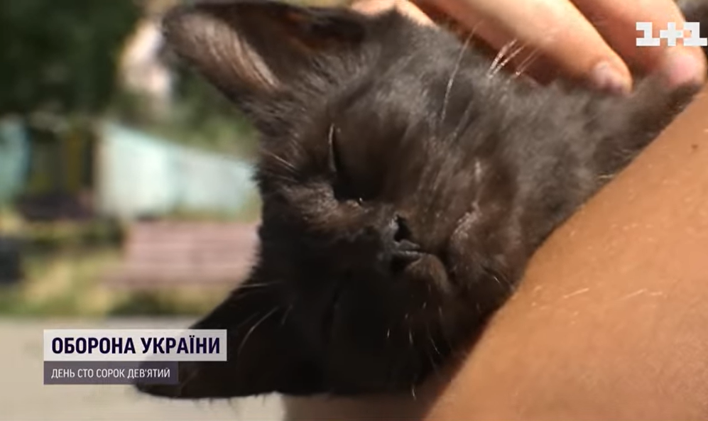 Кошеня, що вижило на Зміїному, перебралося до Києва: воїни розкрили деталі порятунку пухнастика