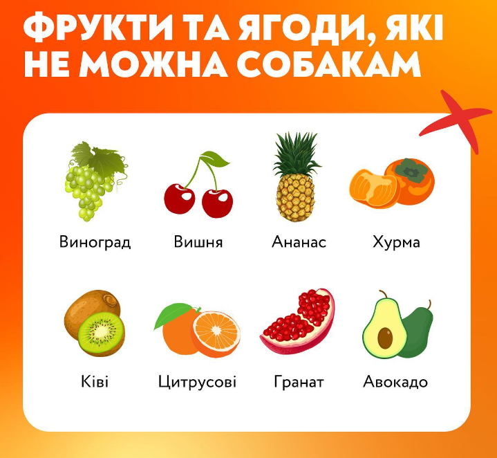 Никогда не давайте собаке эти ягоды и фрукты, если не хотите ей навредить: список
