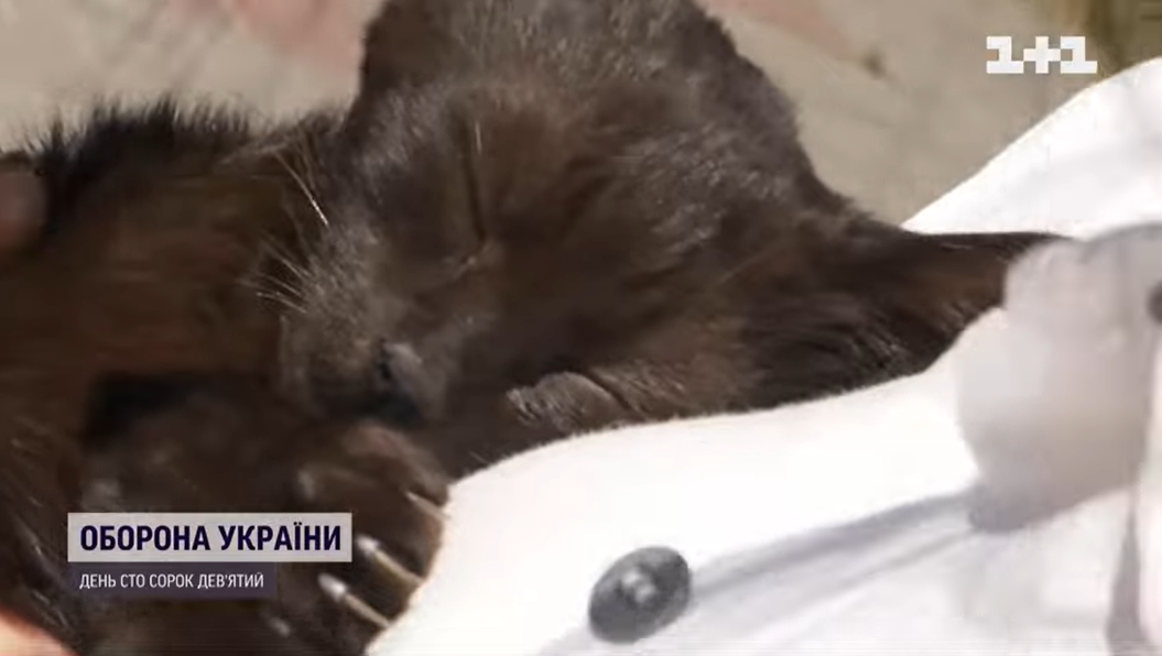 Кошеня, що вижило на Зміїному, перебралося до Києва: воїни розкрили деталі порятунку пухнастика