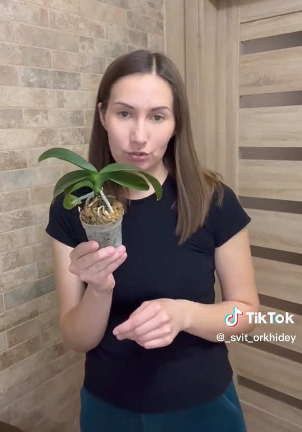Коли орхідею обов'язково пересаджувати і як правильно це робити: інструкція
