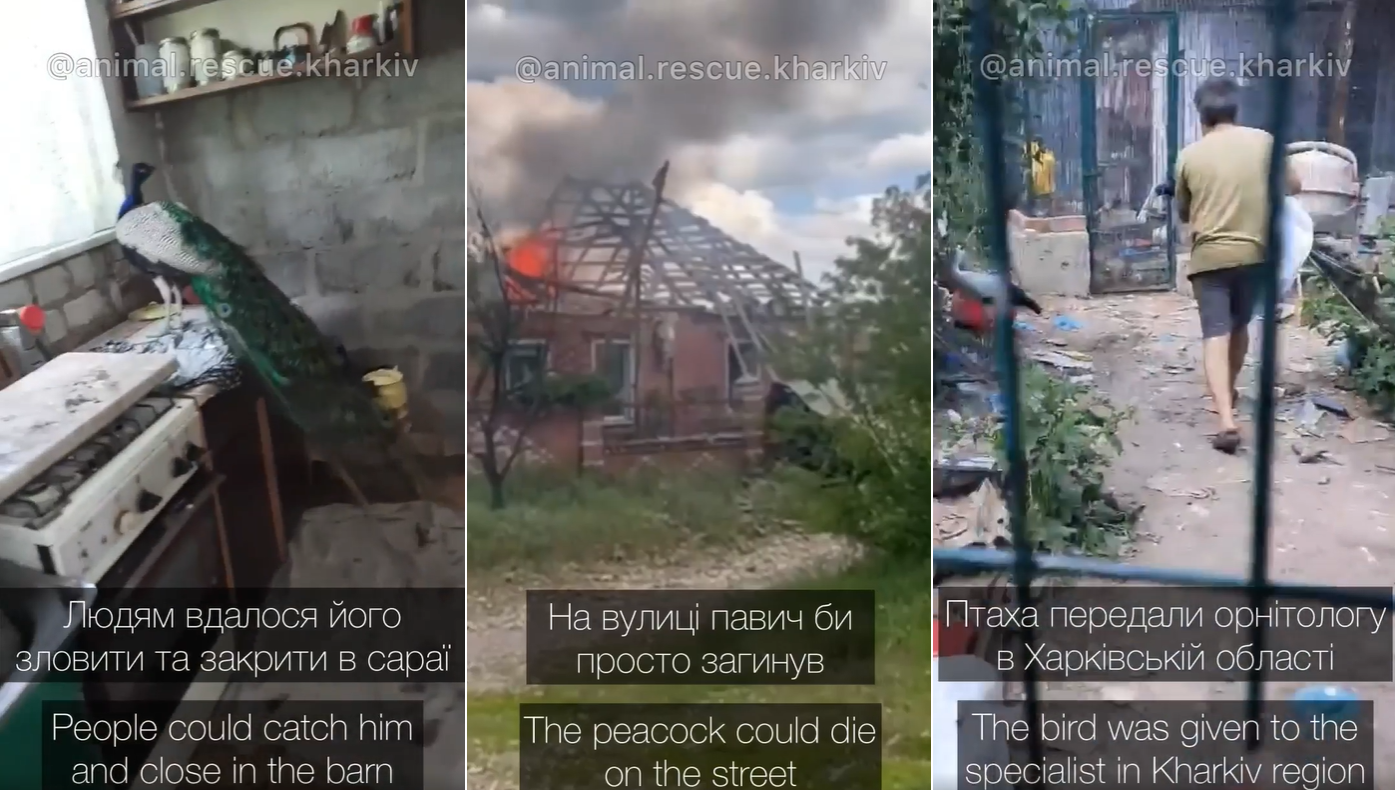 Під Харковом врятували павича, який тиждень ховався від ворожих обстрілів