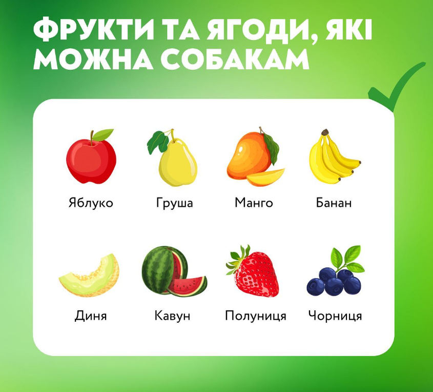 Які фрукти і ягоди можна давати собакам та чим вони корисні: список