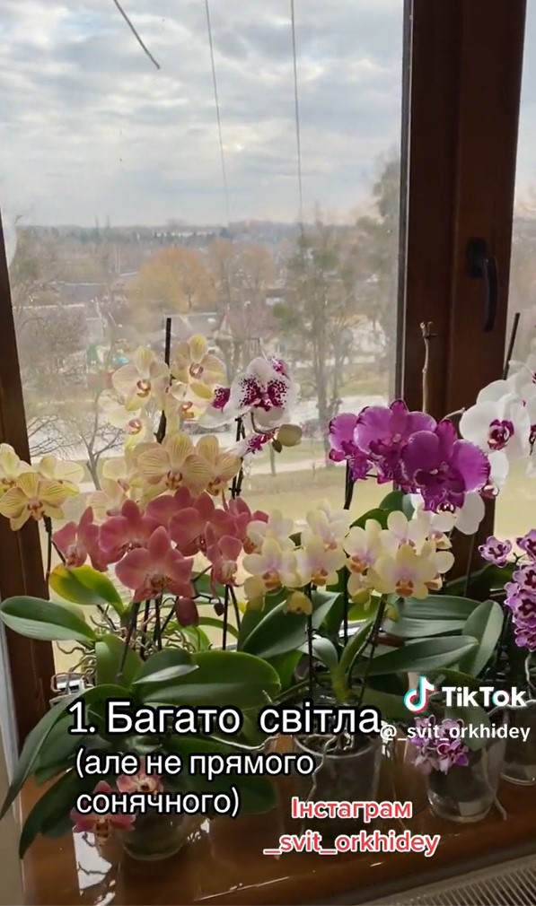 4 простых правила, с которыми ваши орхидеи будут часто и красиво цвести