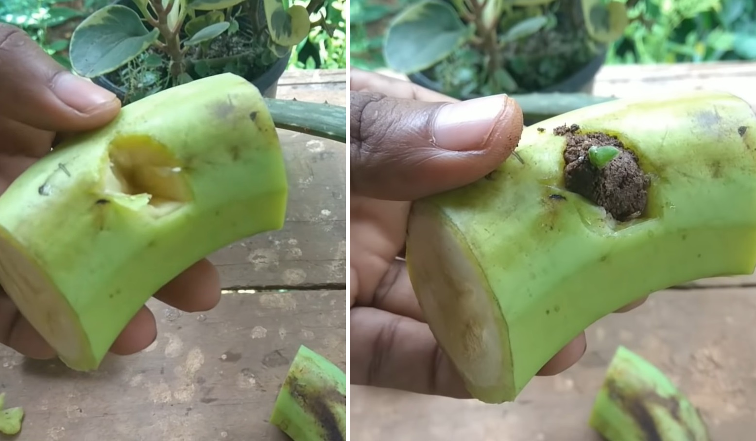 Як виростити алое вера з банана