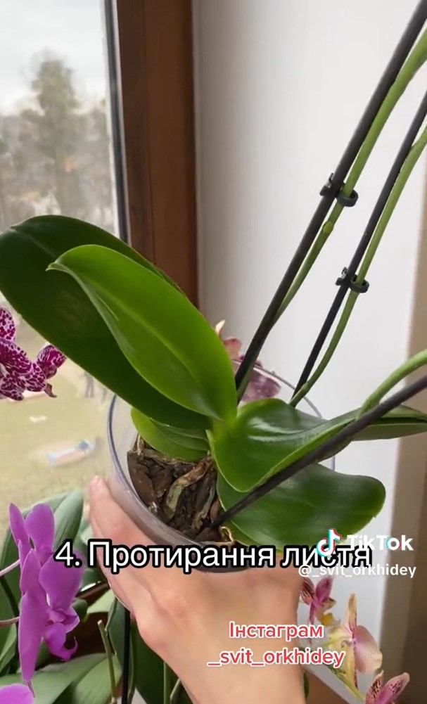 4 простых правила, с которыми ваши орхидеи будут часто и красиво цвести