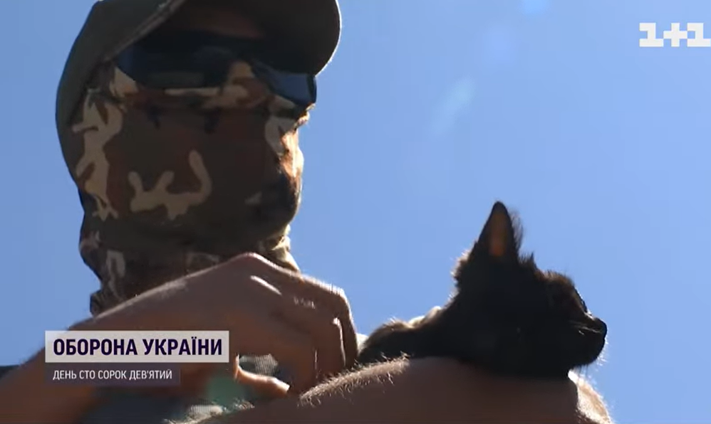 Кошеня, що вижило на Зміїному, перебралося до Києва: воїни розкрили деталі порятунку пухнастика