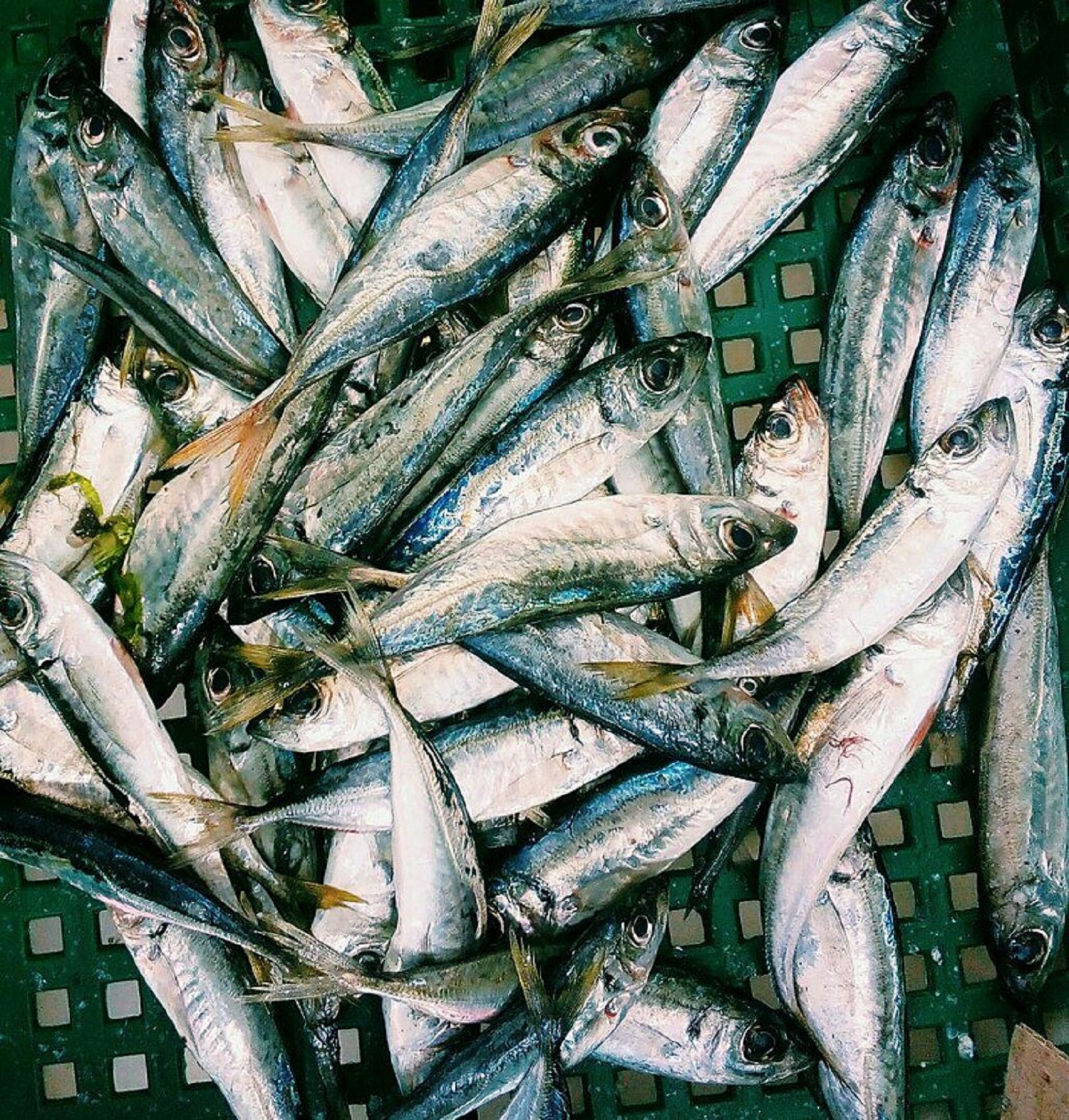 9 самых вкусных рыб, которых можно поймать в Черном море
