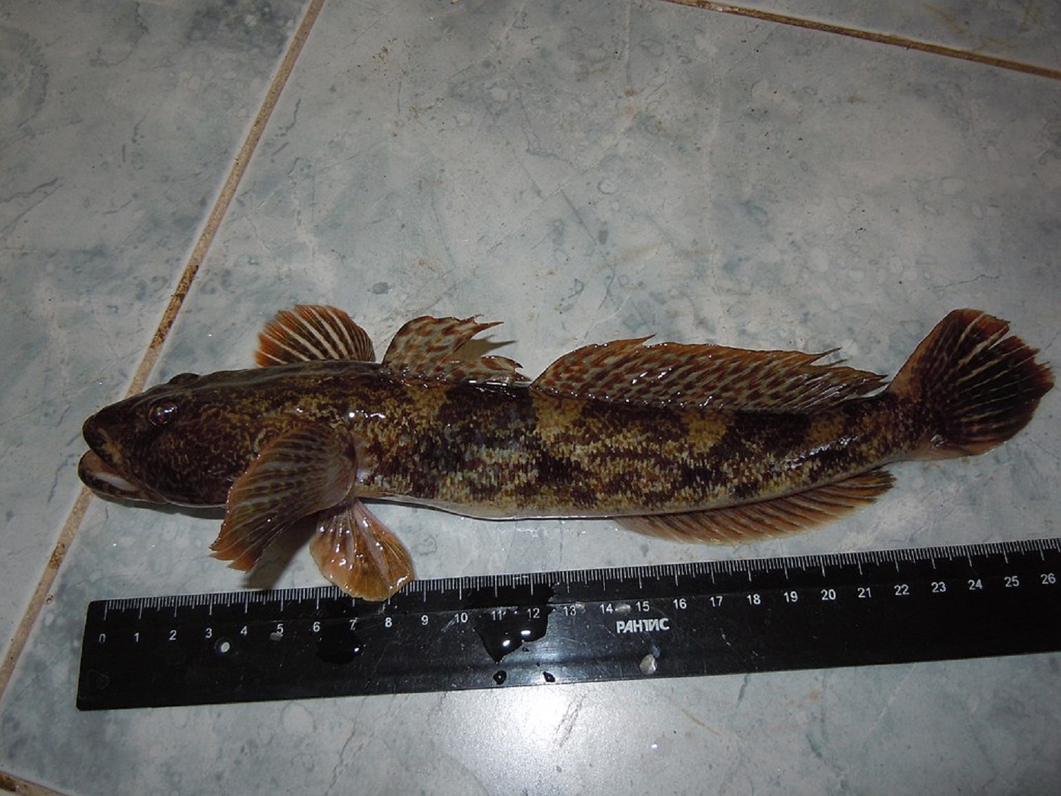 9 самых вкусных рыб, которых можно поймать в Черном море