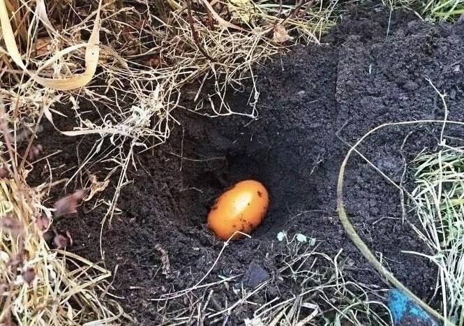 Сеем помидоры "под зиму" для щедрого и раннего урожая: малоизвестный способ